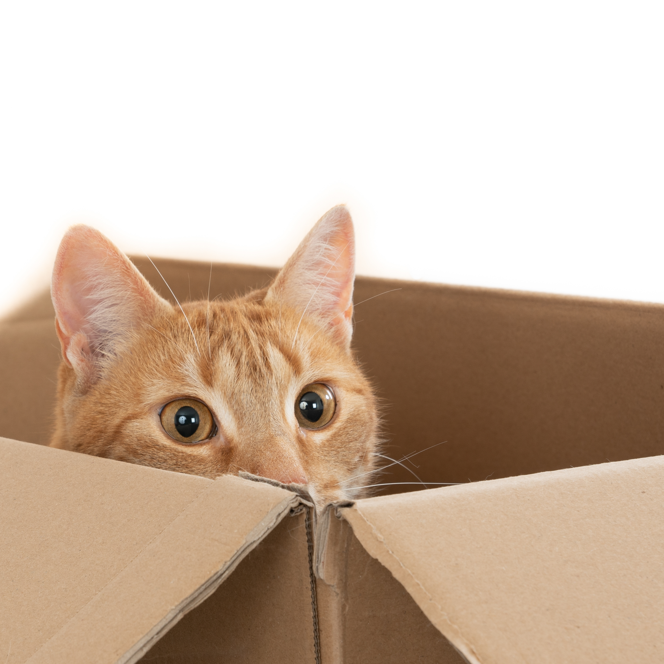 Eine Katze versteckt sich in einem Karton und beobachtet das Geschehen.
